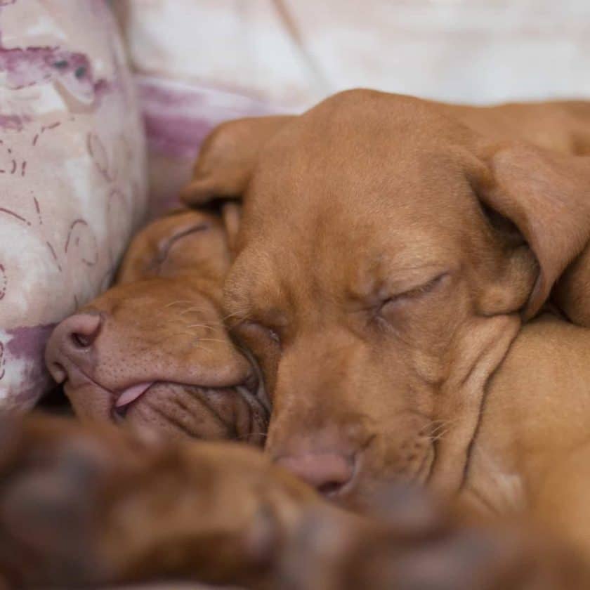 Dogs sleep in bed